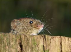 Die süße Maus im Wald, zeigte sich auch mal wieder...