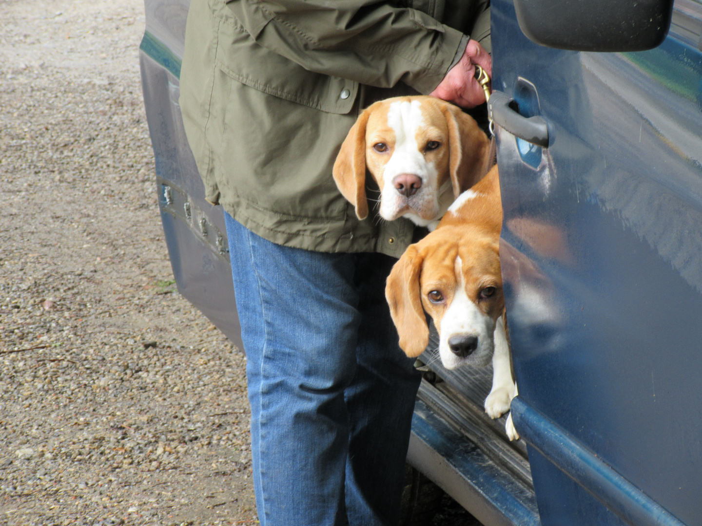 Die süßen Beagle mit Genehmigung des Besitzer von mir im Foto festgehalten.