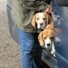 Die süßen Beagle mit Genehmigung des Besitzer von mir im Foto festgehalten.