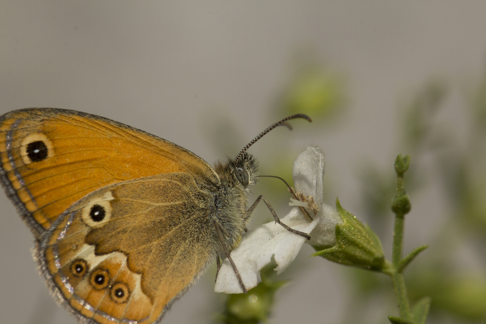 Die süßen Blüten