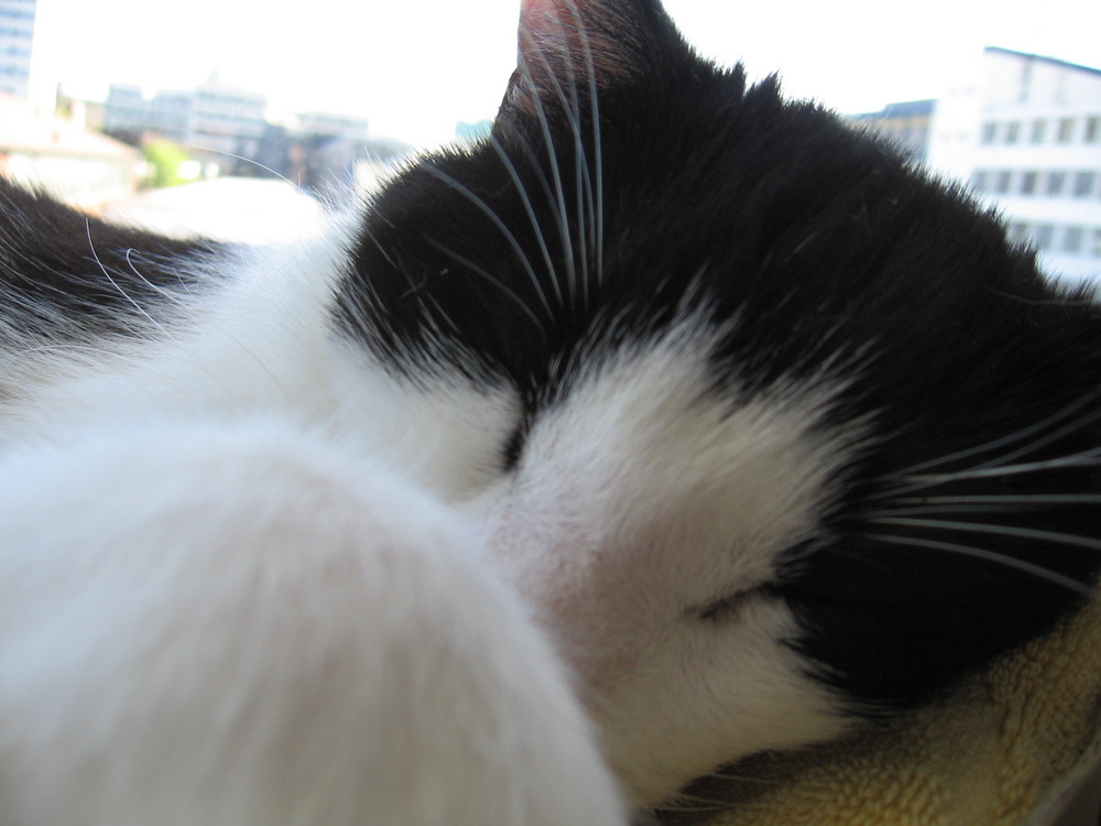 die süßeste katze der Welt Foto & Bild tiere, haustiere, katzen Bilder auf