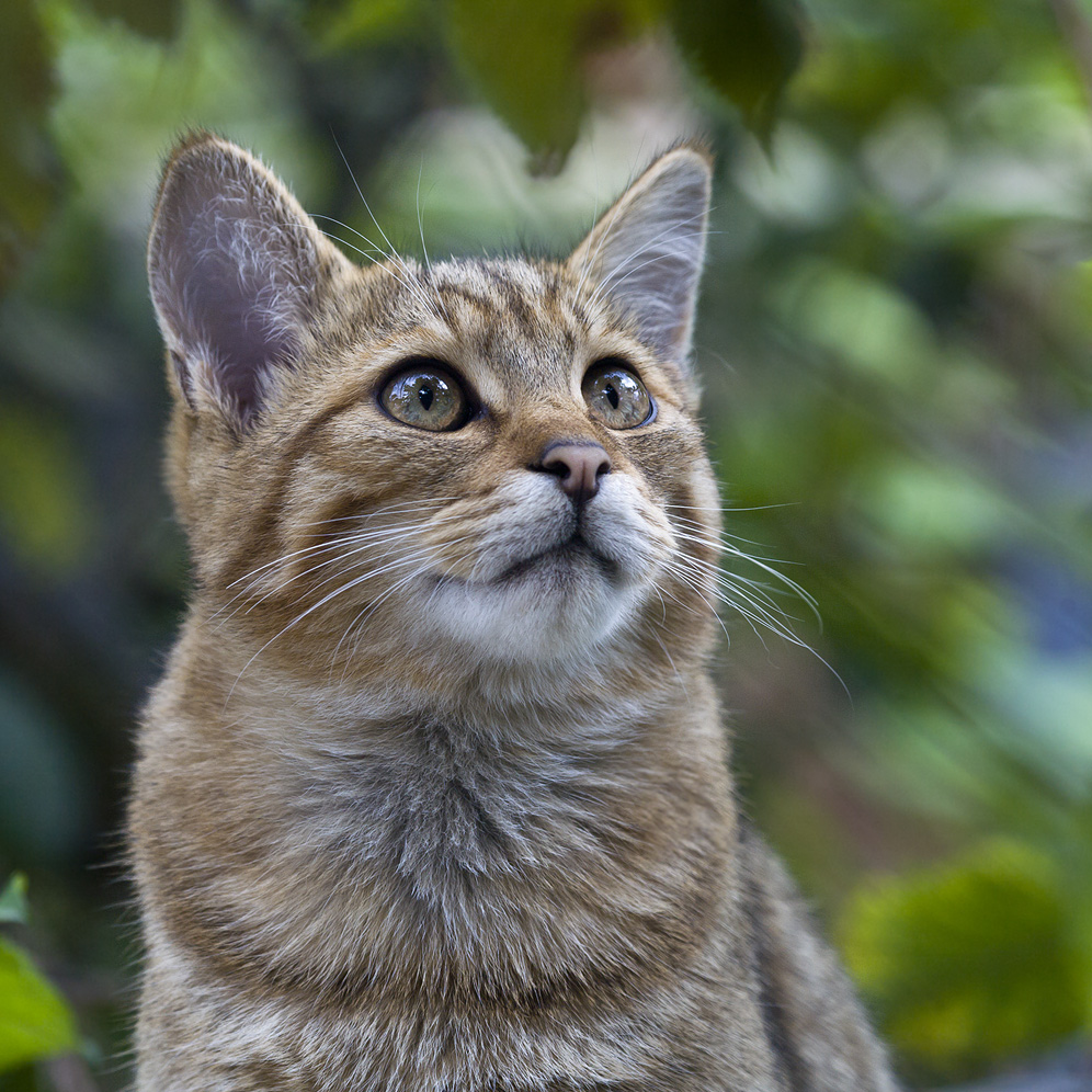 DIE SÜSSESTEN FRÜCHTE ... (European Wildcat 14)