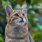 DIE SÜSSESTEN FRÜCHTE ... (European Wildcat 14)