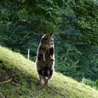 Die süßesten Früchte ... hängen ganz oben ... und jeder will dran