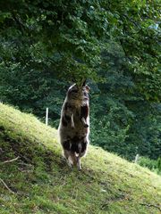 Die süßesten Früchte ... hängen ganz oben ... und jeder will dran