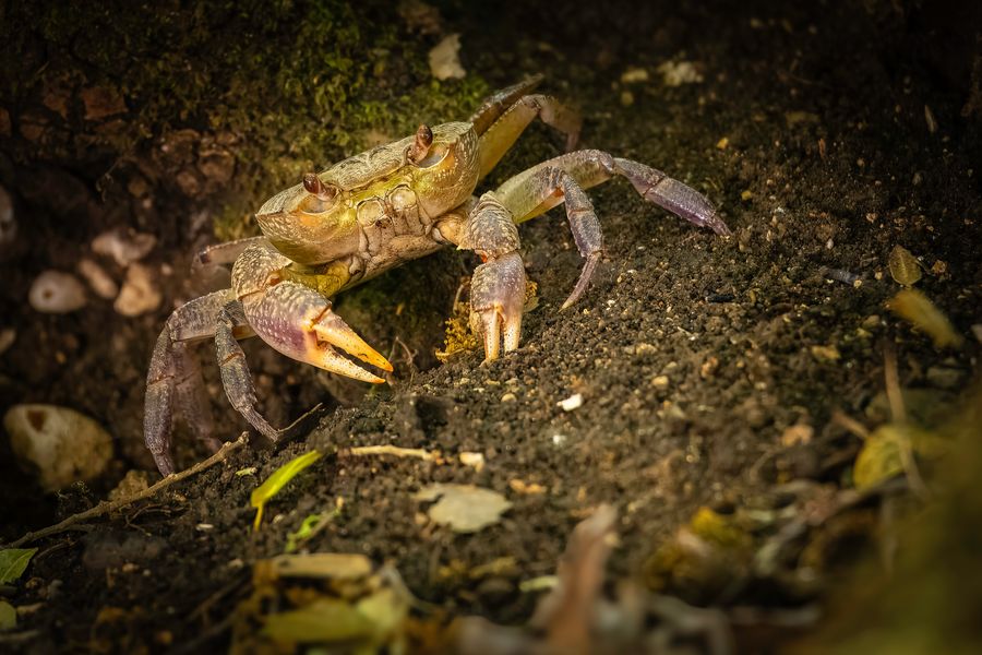 Die Süßwasserkrabbe im Tal der Schmetterlinge 