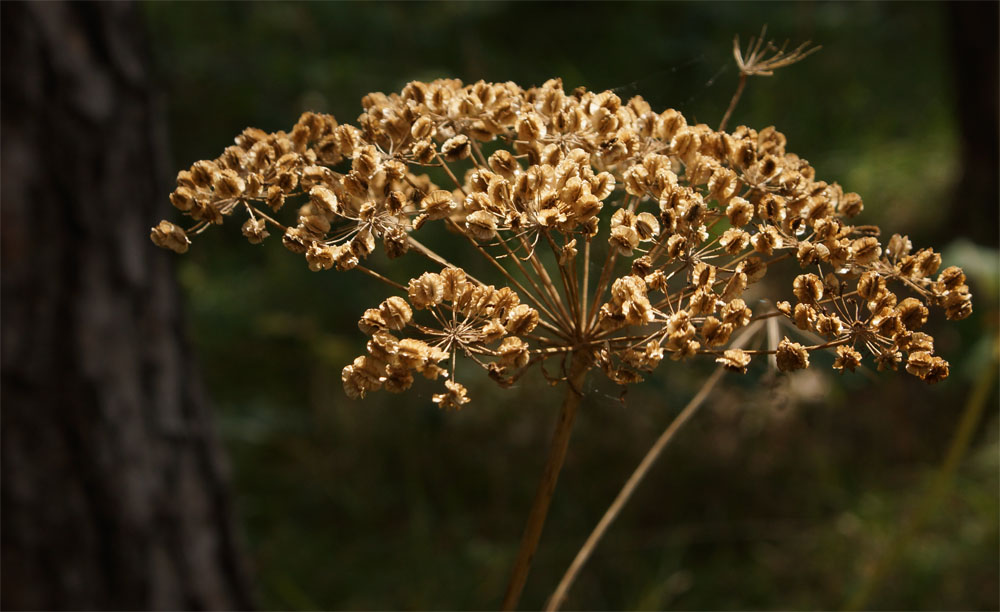 Die Summe des Sommers