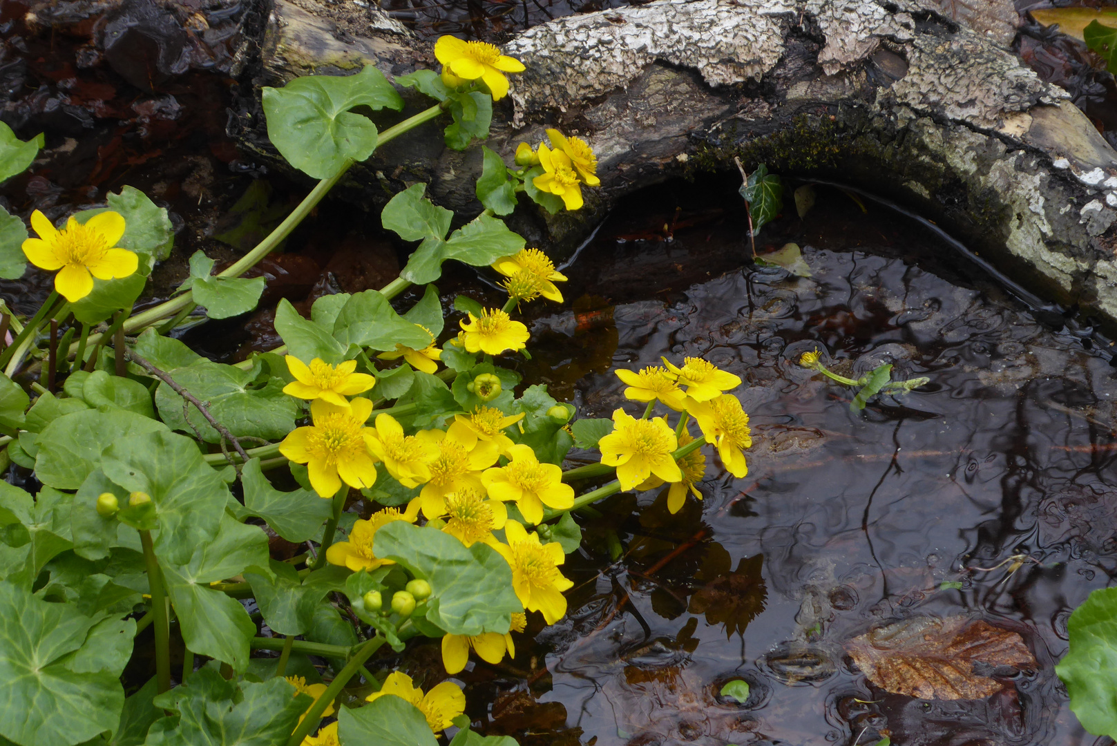 Die Sumpdotterblumen blühen