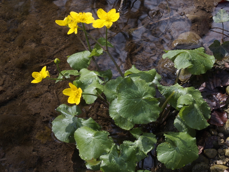 Die SumpfDotterblume 'Caltha palustris' am Bachufer im Wald Foto