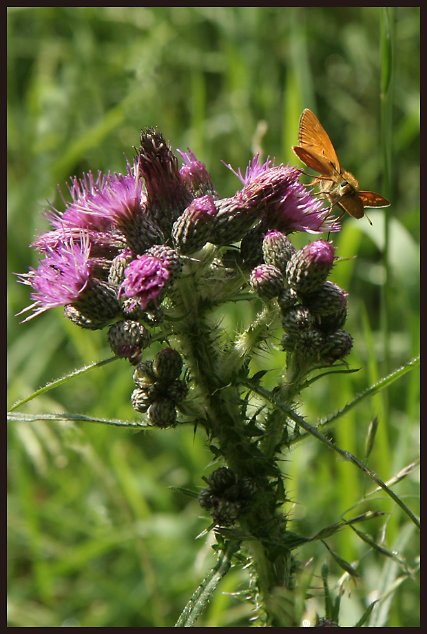 Die Sumpf-Kratzdistel hat Besuch