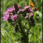 Die Sumpf-Kratzdistel hat Besuch