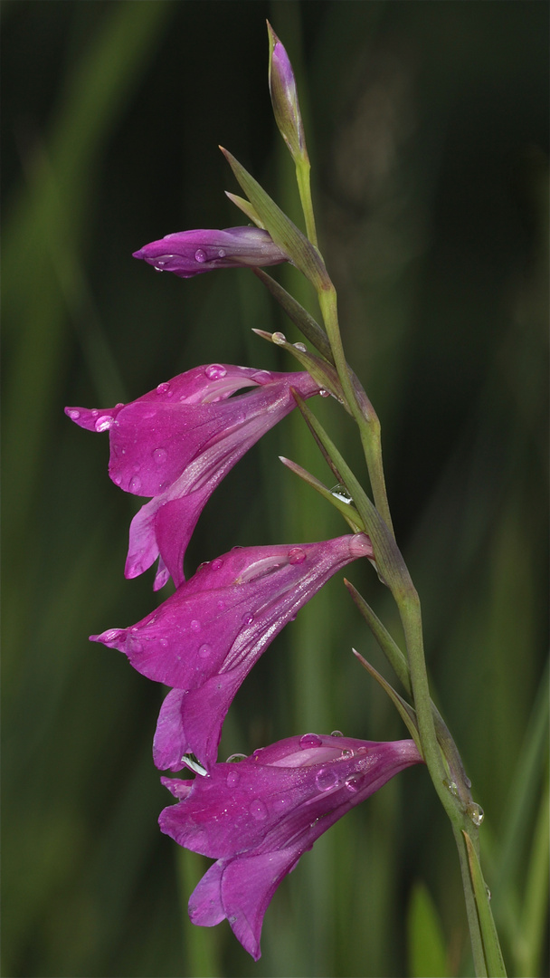 DIE SUMPF-SIEGWURZ oder SUMPFSCHWERTLILIE - GLADIOLUS PALUSTRIS