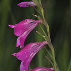 DIE SUMPF-SIEGWURZ oder SUMPFSCHWERTLILIE - GLADIOLUS PALUSTRIS