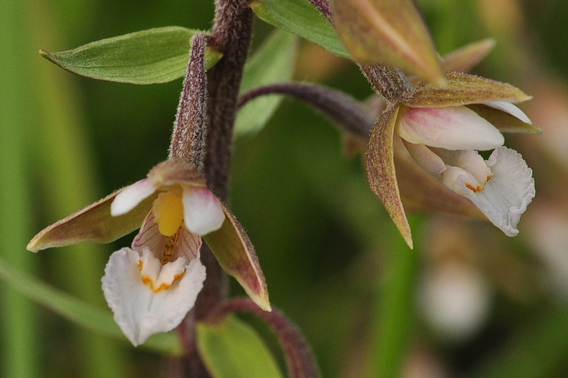 Die Sumpf- Stendelwurz (Epipactis palustris)