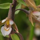 Die Sumpf- Stendelwurz (Epipactis palustris)