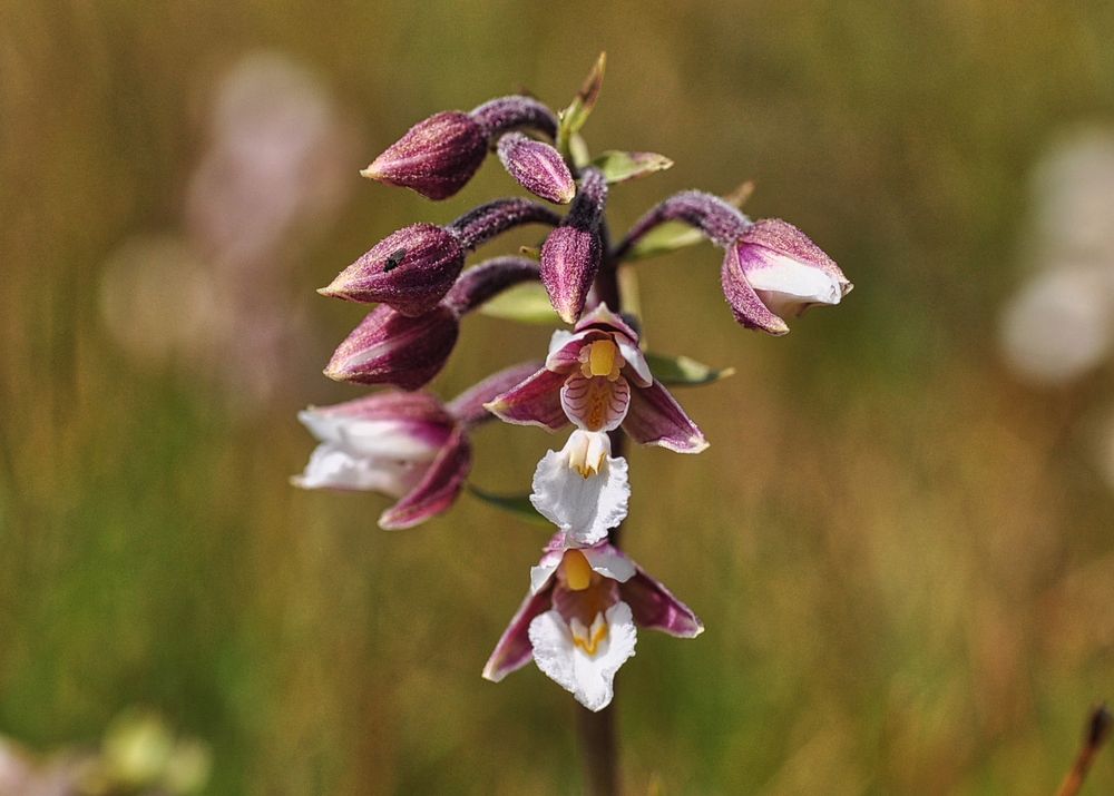 Die Sumpf- Stendelwurz (Epipactis palustris)