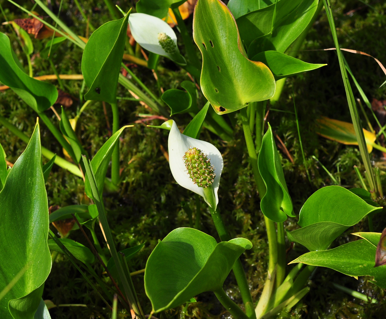 Die Sumpfcalla (Calla palustris)