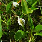 Die Sumpfcalla (Calla palustris)