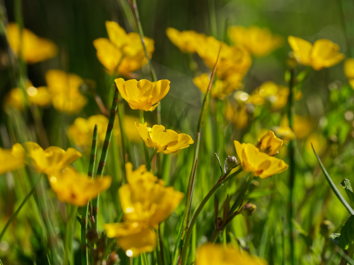 Die Sumpfdotterblume