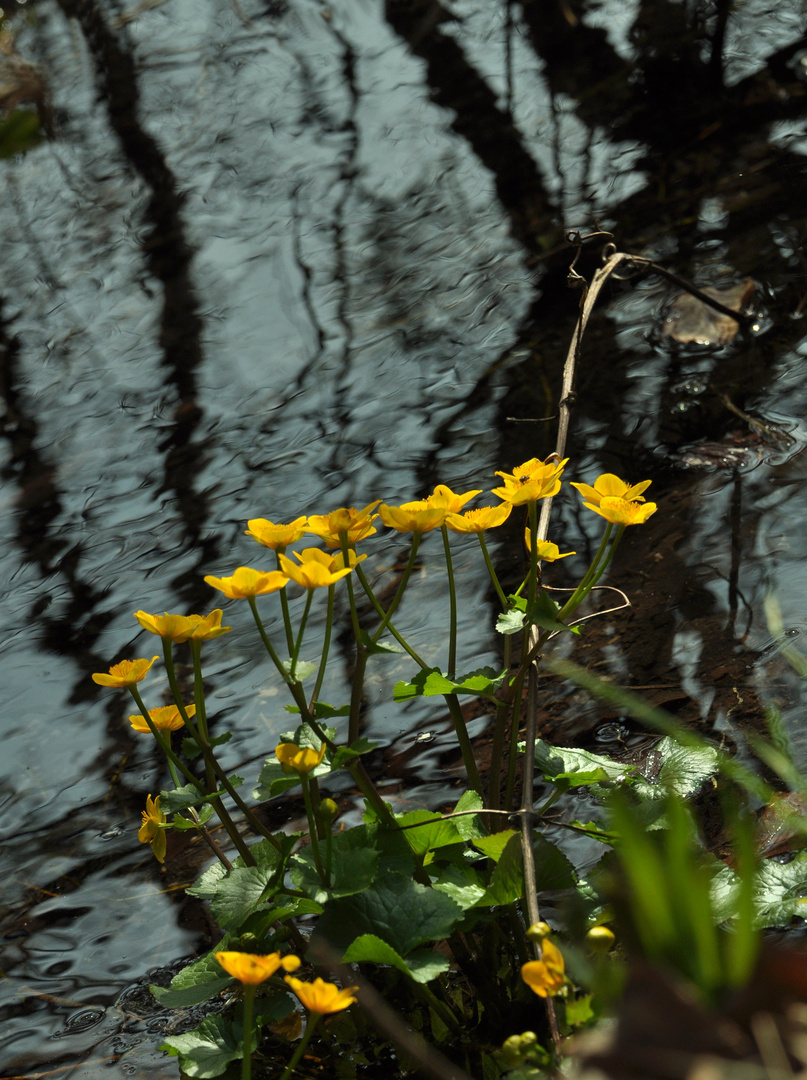 die Sumpfdotterblumen