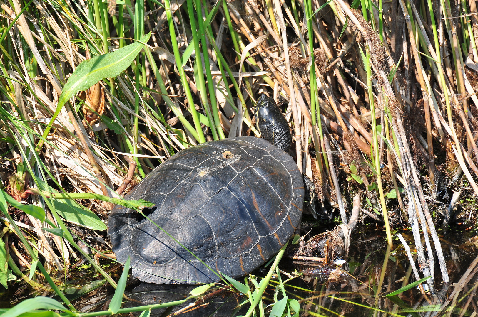 Die Sumpfschildkröte....