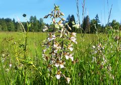 Die Sumpfstendelwurz