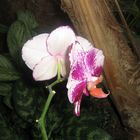 Die Superorchidee