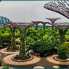Die "Supertrees Towers" in Singapur