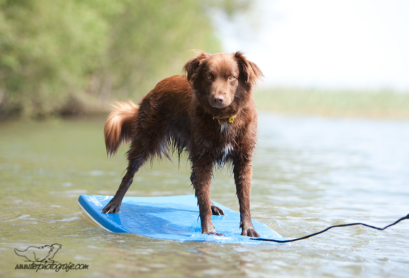 Die Surfqueen vom Bodensee