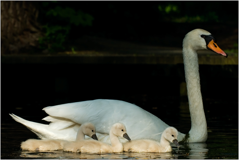 Die Swansons beim Ausflug