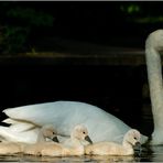 Die Swansons beim Ausflug