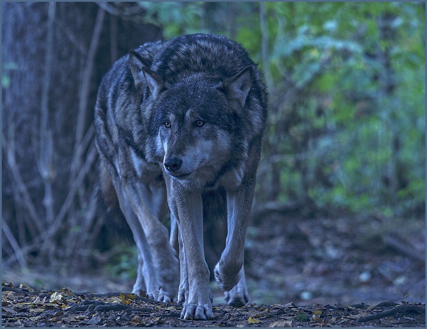 Die Symbiose Läufer