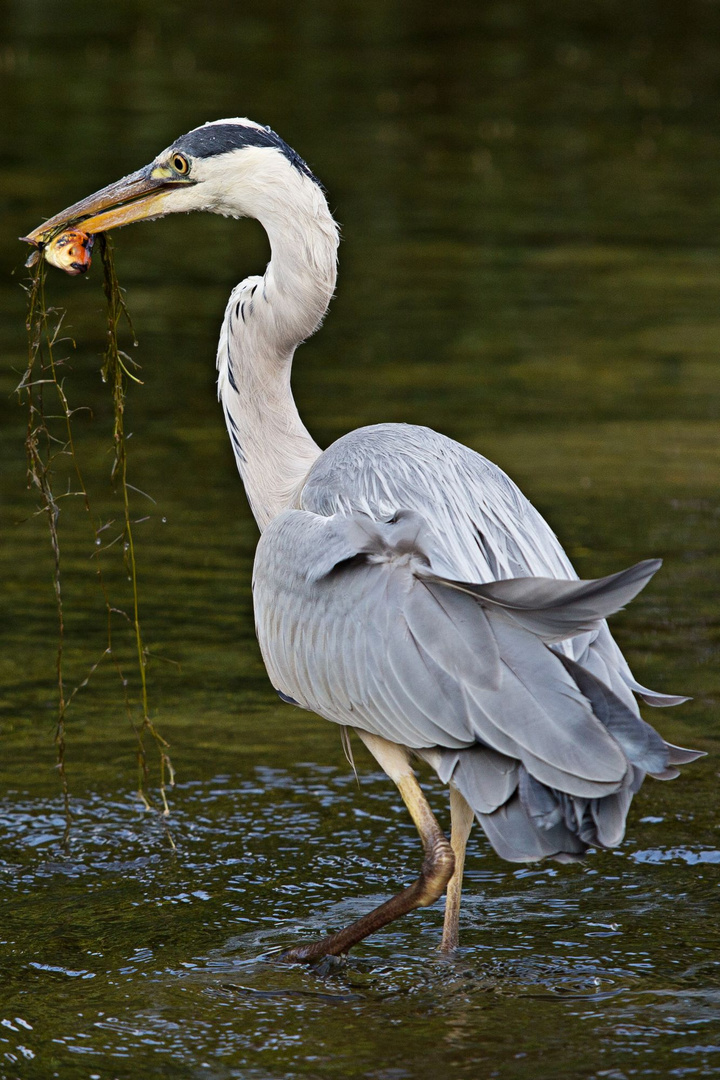 die täglich kleinen Dramen in der Natur