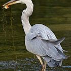 die täglich kleinen Dramen in der Natur