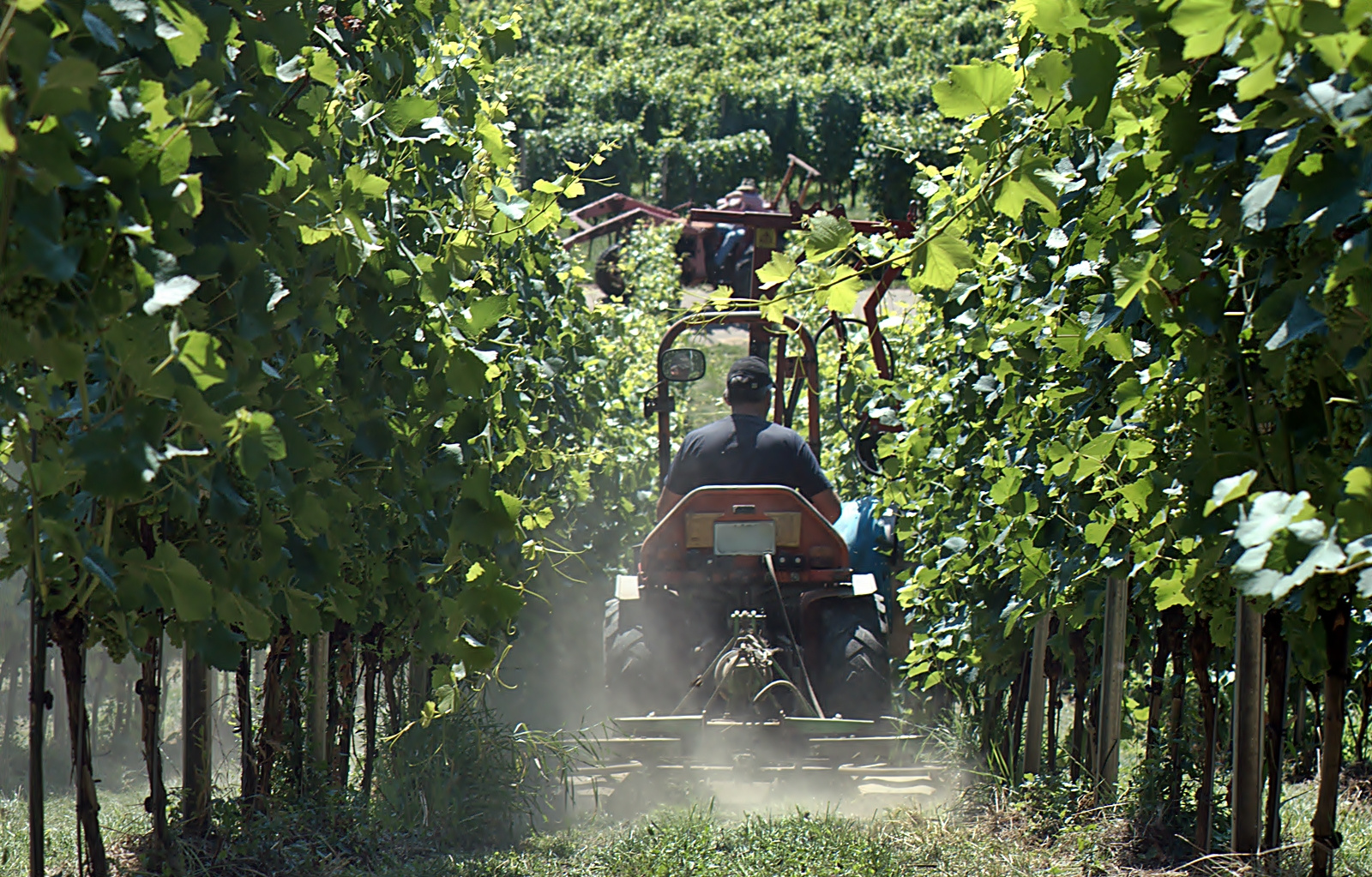 ~~~ Die tägliche Winzerarbeit ~~~