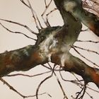 " Die Tänzerin" - Alter knorriger Baum