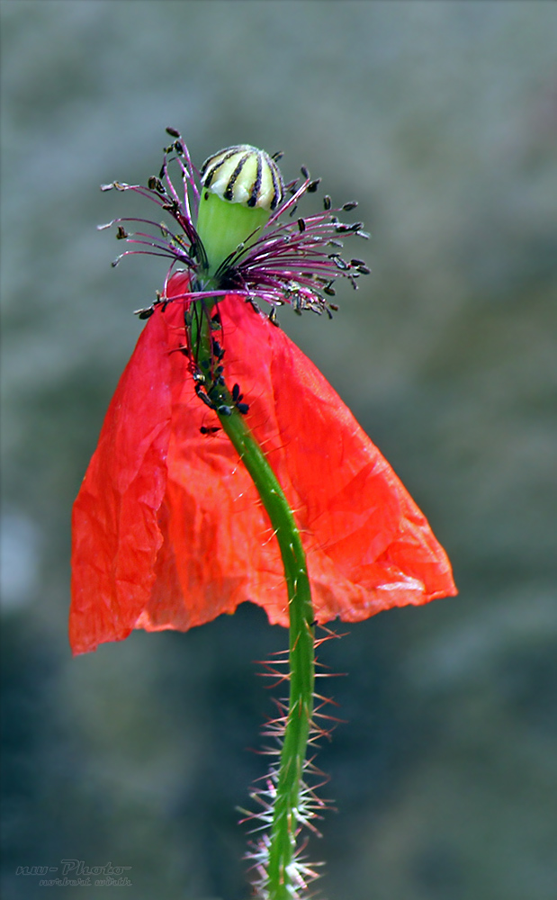 Die Tänzerin oder einfach nur Mohn