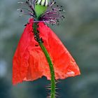 Die Tänzerin oder einfach nur Mohn