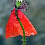 Die Tänzerin oder einfach nur Mohn