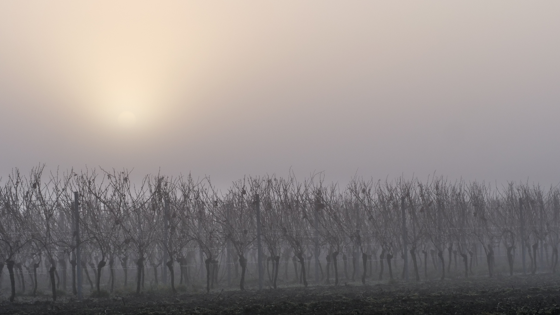 Die Tänzer*innen im Weinberg