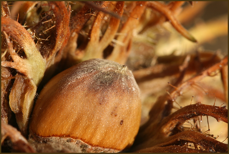 Die Tafel der Natur ist gedeckt !