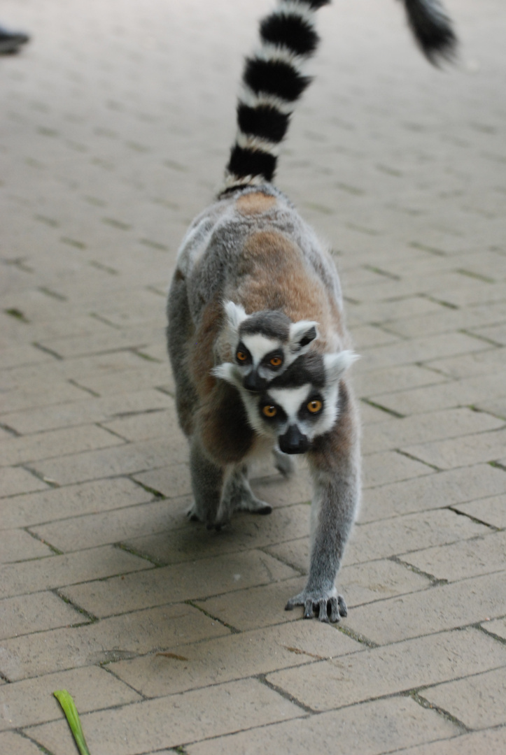 Die Tage in Zoo Apenheul