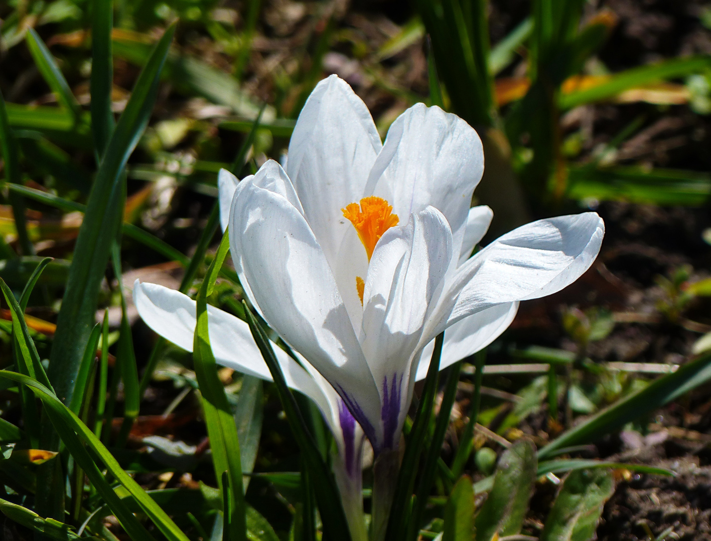 Die Tage sind gezählt(         ( Mittwochsblümchen)