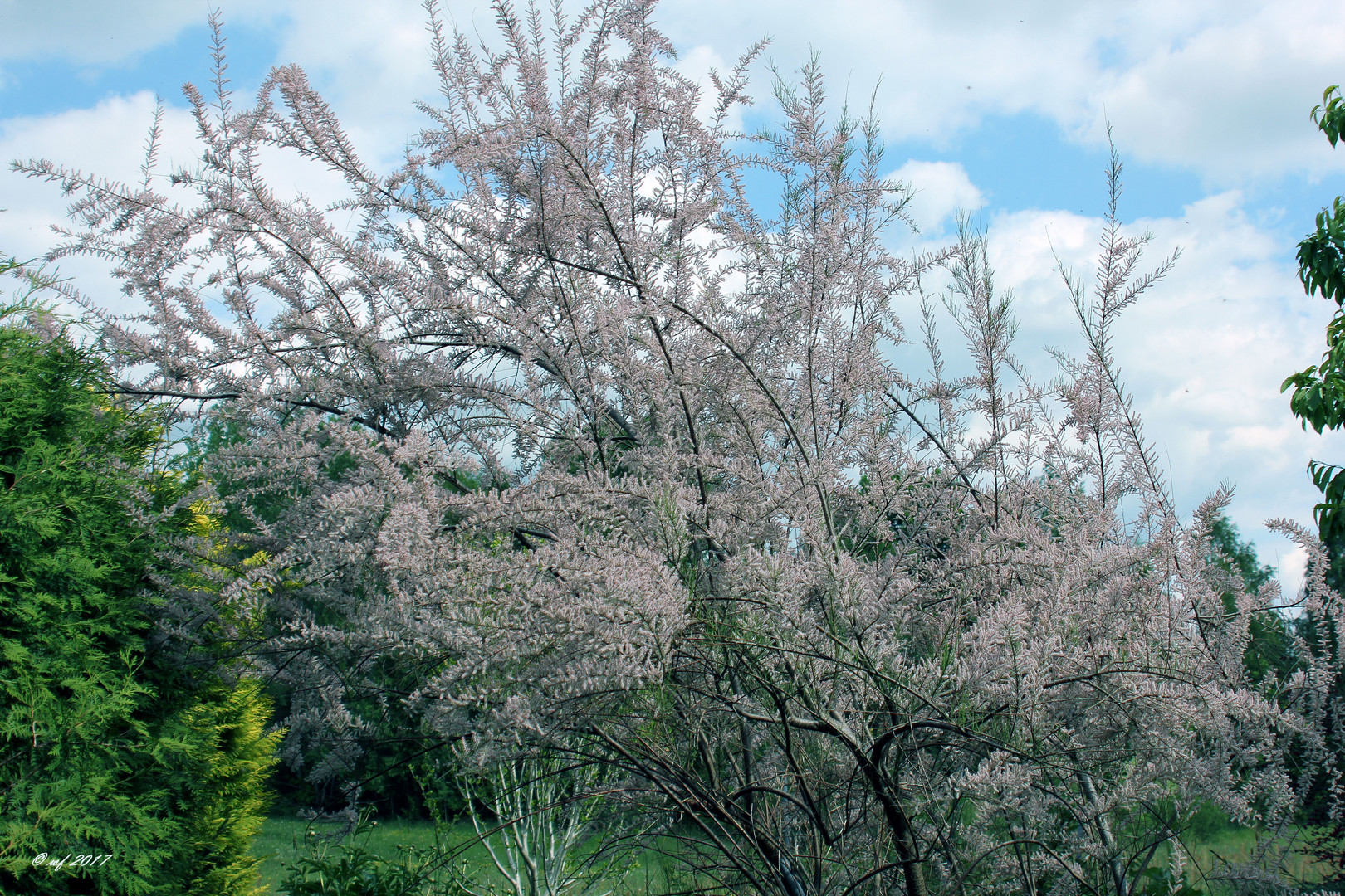 Die Tamariske Foto & Bild | natur, blumen, pflanzen Bilder auf ...