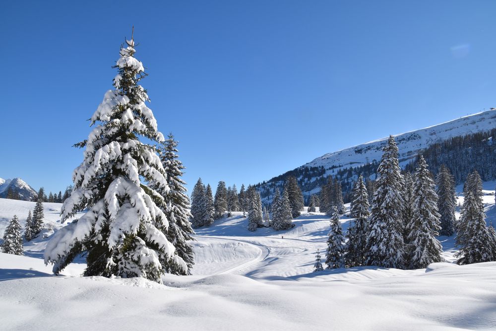 Die Tanne.... Foto & Bild landschaft, jahreszeiten, winter Bilder auf