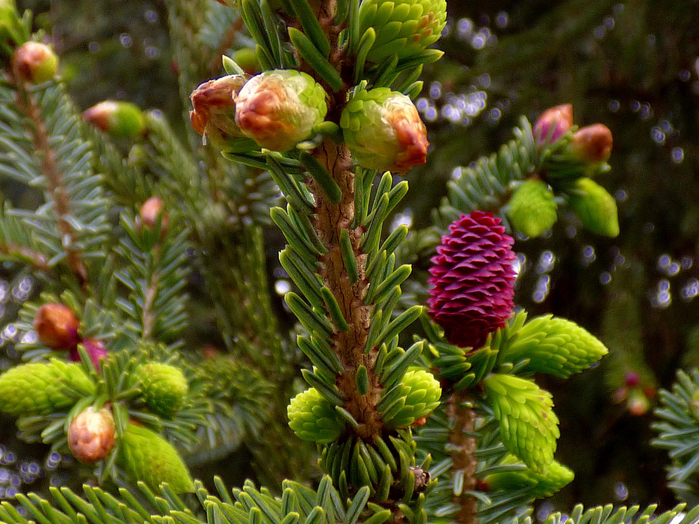 Die Tanne blüht! Foto & Bild pflanzen, pilze & flechten, bäume