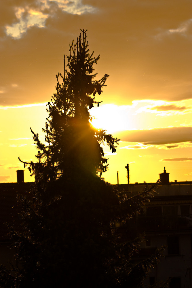 Die Tanne im Abendlicht