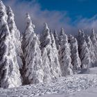 Die Tannen am Schauinsland.