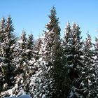 Die Tannen hinter dem Haus - ein Wintermärchen-..