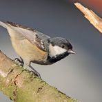 Die Tannenmeise (Parus ater)